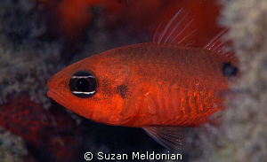 Flamefish emerging by Suzan Meldonian 